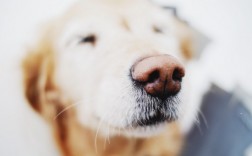 拉布拉多幼犬一天喂几次合适