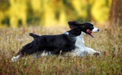 史宾格犬如何训练接飞盘