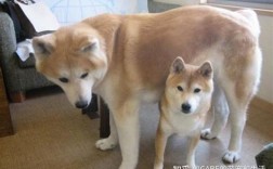 秋田犬能学会哪些技能