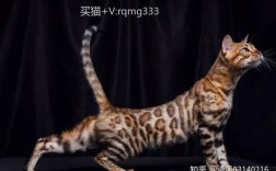 5000元的豹猫是真的吗