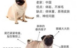 20天的巴哥犬怎么养