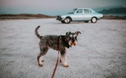 雪纳瑞多大吃成犬狗粮