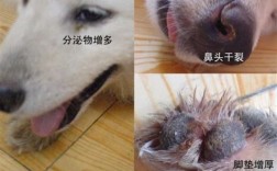 狗狗得犬瘟是什么原因导致的