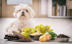 恶霸犬不能吃什么食物