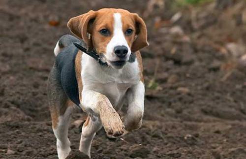 比格猎犬需要训练什么-图1