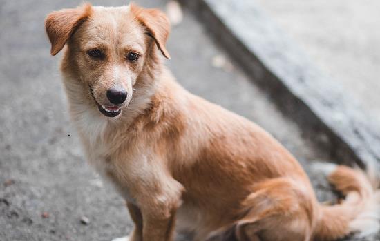 幼犬粮和成犬粮有什么区别-图1