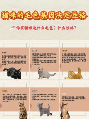 猫咪的性格和行为特征-图1