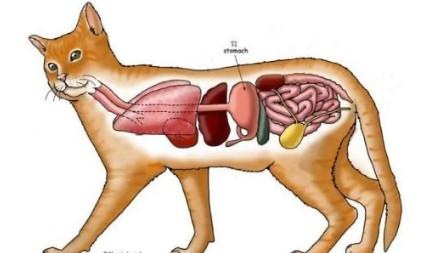 猫有幽门螺杆菌吗-图1