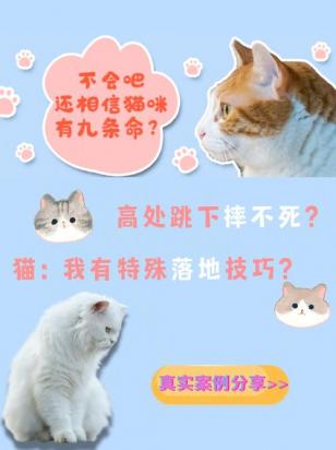 猫有九条命的故事-图2