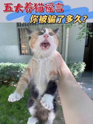 猫咪为什么容易被骗走-图3