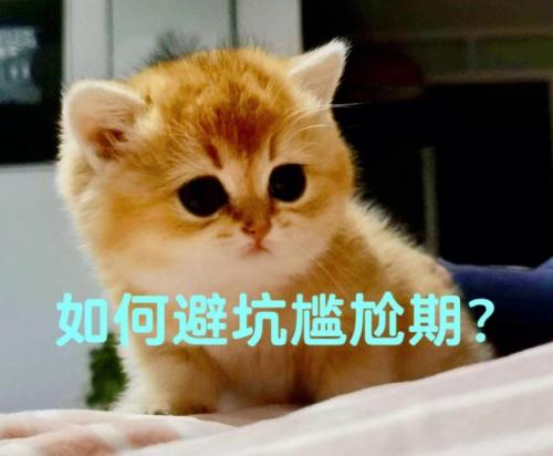 猫咪为什么容易被骗走-图2