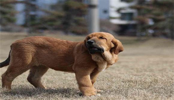 西班牙黎犬幼犬图片