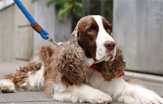 ​史宾格犬智商相当于人的几岁-图1