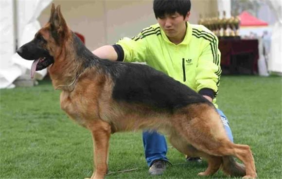 繁育犬管理规定犯法吗-图1