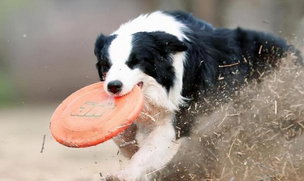 小牧羊犬吃什么食物