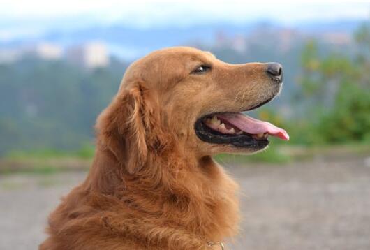 公马犬叫什么名字霸气-图1