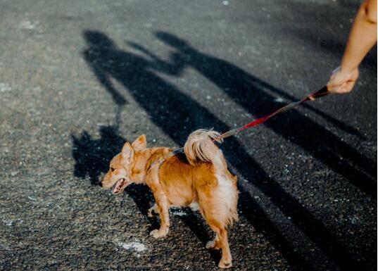 中华田园犬智商排第几-图1