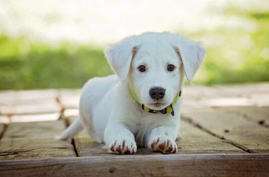 厦门禁养犬种-图1