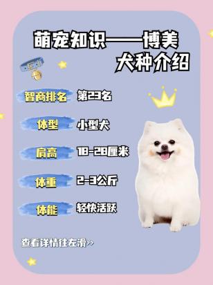 博美犬的优缺点