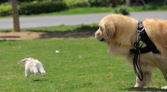 小型犬和大型犬的区别-图1