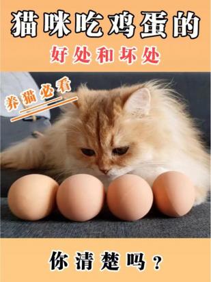 猫能不能吃鸡蛋-图1