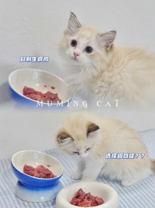 猫生完小猫吃什么补身体-图1