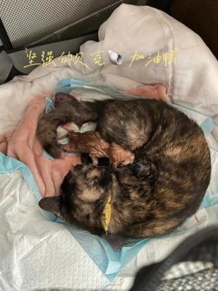 猫生了小猫之后应该给吃什么