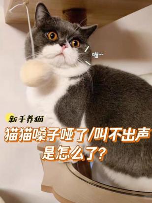 猫声音很小感觉发不出来-图1