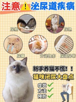 猫尿频繁每次只尿一滴怎么治疗-图1