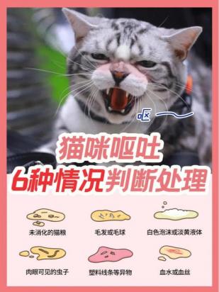 猫呕吐不吃饭能自愈吗-图1