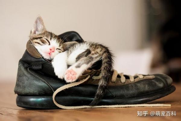 猫咪喜欢睡鞋子-图1