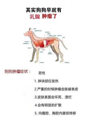 狗狗生宝宝后乳房多久回收-图1