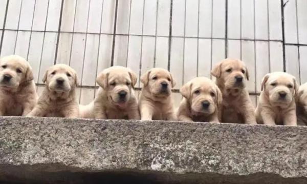 国内知名犬舍名单-图1