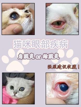 猫葡萄膜炎是什么原因引起的-图1