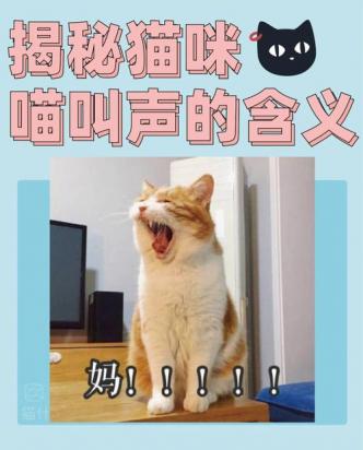 猫咪为什么经常突然叫一声-图1