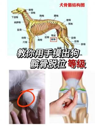 狗狗髌骨脱位多久会瘫痪-图1