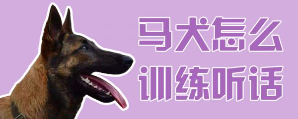 马犬怎么训练听话-图1