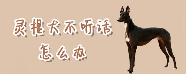 灵提犬不听话怎么办-图1