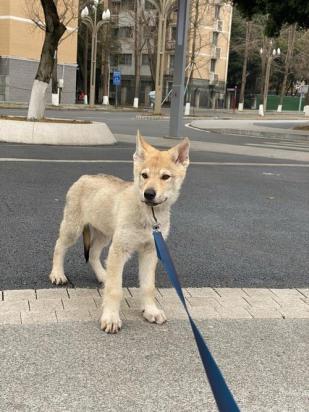 捷克狼犬几个月开始训练-图1