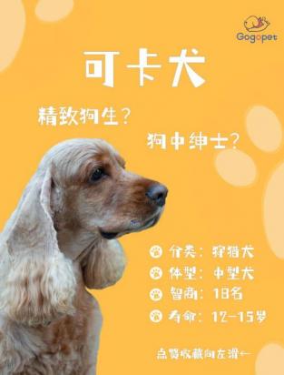 可卡犬怎么训练-图1