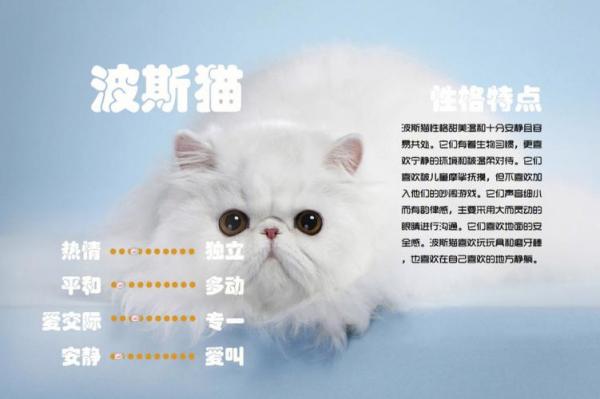 波斯猫叫什么名字比较好听-图1