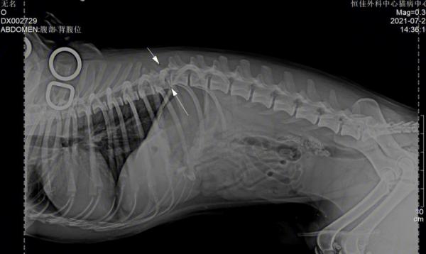狗狗脊椎错位能自愈吗-图1
