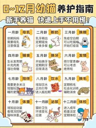 如何喂养小奶猫-图1