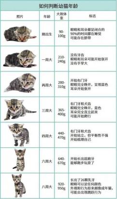 如何判断小猫几个月了-图1