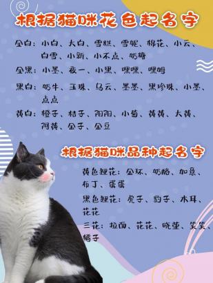 2024最火的喜马拉雅猫名字大全-图1