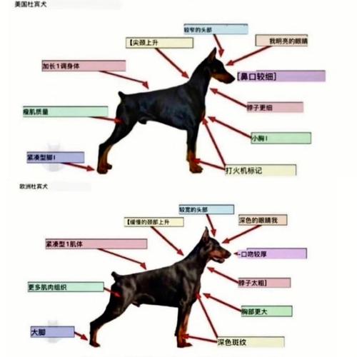 迷你杜宾最佳训练期是什么时候-图1