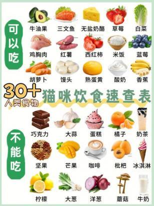 2个月喜马拉雅猫的食谱-图1