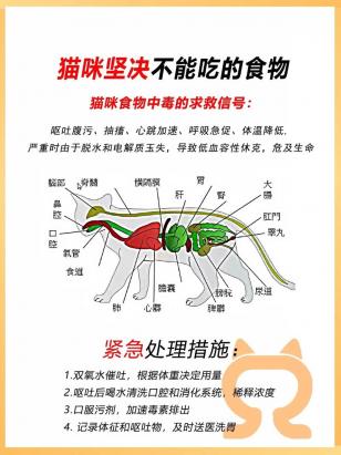 宠物猫不能吃什么-图1