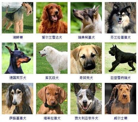 100多种名犬排行图片-图1