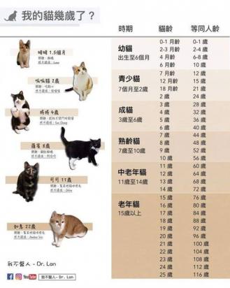 猫几个月开始猛长-图1